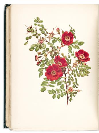 (BOTANICAL.) Ellen Willmott; and Alfred Parsons. The Genus Rosa.